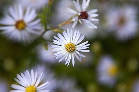 White Aster Flower Photograph by Christina Rollo