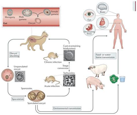 Sustainable Control Of Protozoa With Direct And Indirect Life Cycles