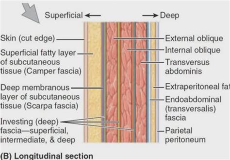 features  generic anatomical regions   body flashcards quizlet