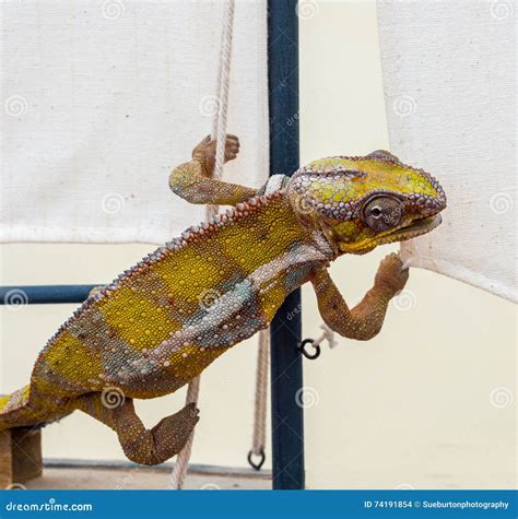 Chameleon stock photo. Image of wooden, scotland, lizard - 74191854