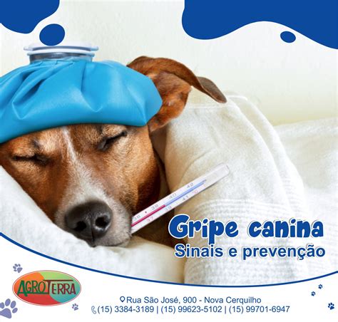A gripe canina (traqueobronquite... - Agroterra Cerquilho