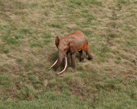 Meet Tsavo’s Super Tuskers. A profile on Africa’s giants - Tsavo Trust