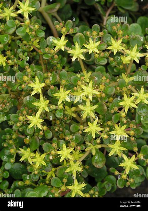 Sedum Tetractinum Hi Res Stock Photography And Images Alamy