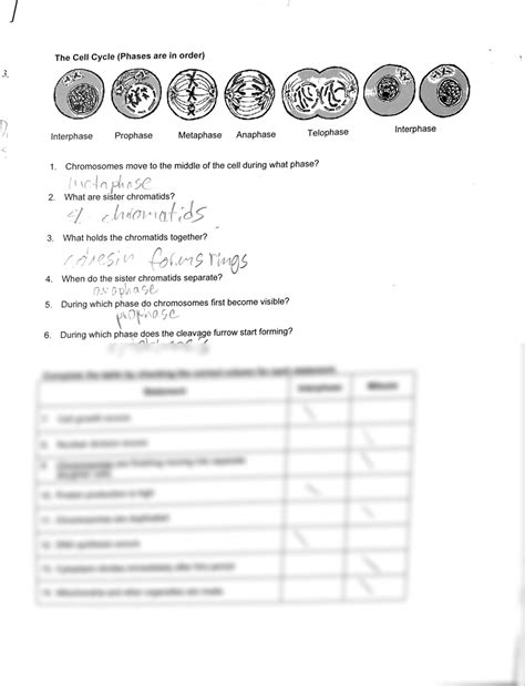 Solution Mitosis Worksheet And Diagram Identification Studypool