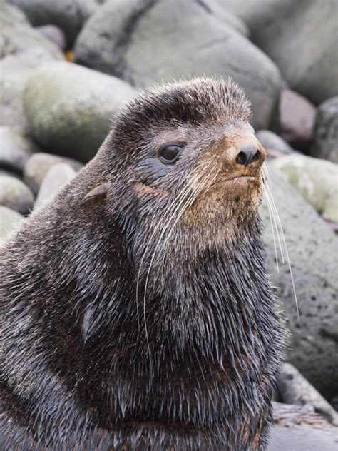 Close Up Portrait Of A Territorial Bull Northern Fur Seal St Paul