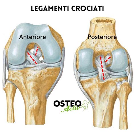 Il Dolore Al Ginocchio Gonalgia Osteopatia E Postura Osteopata