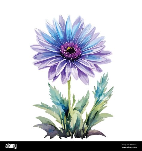 Watercolor Chrysanthemum Flowers With Purple And Blue Color Hand