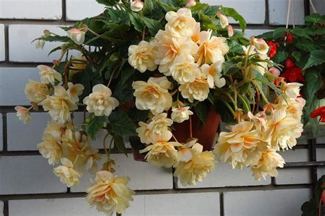 Co je Belleconia begonia?