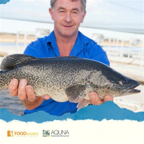 March Special Aquna Murray Cod Food Source