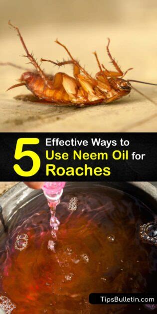 Get Rid Of Roaches Tips For Killing Roaches With Neem Oil The