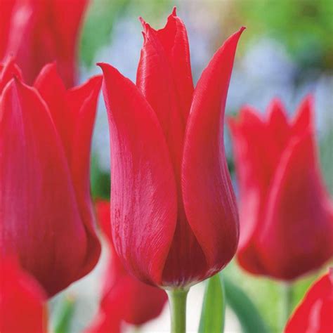Луковицы Тюльпан Blooming Life купить по выгодной цене в интернет ...