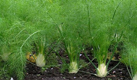 Растение фенхель: выращивание и уход в открытом грунте, фото