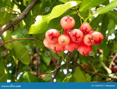 Watery Rose Apple Tropical Fruits The Branch Of Tree Closeup Stock