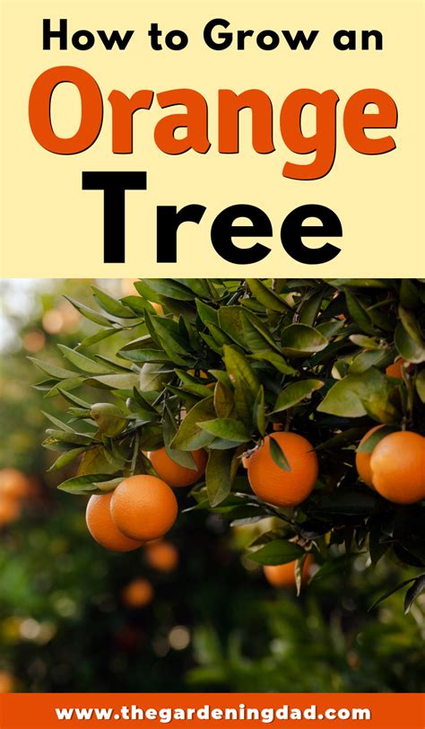 How To Grow Orange Trees In Pots Easy Tips Orange Tree Growing