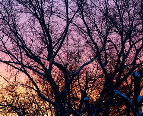 Naked Branches On A Tree Against A Sunset Sun Stock Photo Image Of