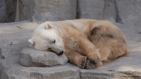 Grolar Bear Hybrids Are Extremely Rare” With Just 8 Confirmed
