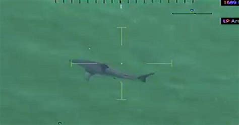 Large great white shark spotted off Massachusetts beach - CBS News