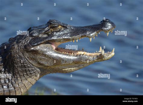 Brazillian caiman hi-res stock photography and images - Alamy