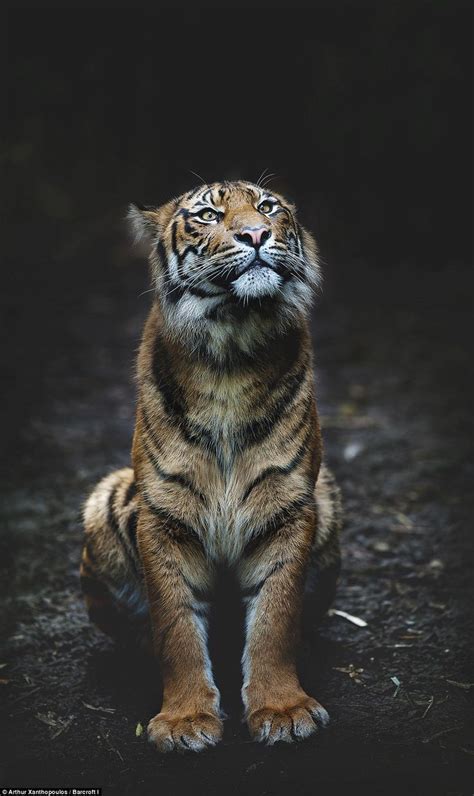 world   endangered species artofit