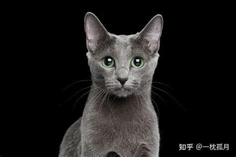 俄罗斯蓝猫的性格 - 知乎