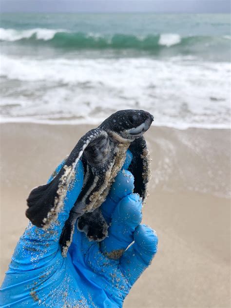 Leatherback Hatchling Research Conducted Under Fwc Permit Flickr