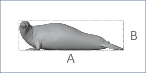 male harp seal