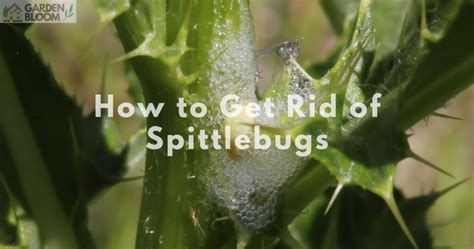 How To Get Rid Of Spittlebugs 1 Best Guide And Steps