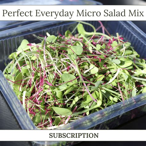 Perfect Everyday Micro Salad Mix - SUBSCRIPTION – Coad Micro Farm
