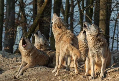 gray wolf facts
