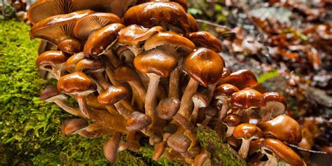 Largest Organism On Earth Honey Mushroom Business Insider