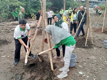 67 Pohon Tabebuya Ditanam Di Srengseng