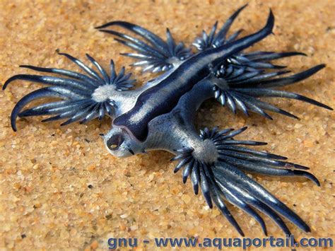 Glaucus atlanticus (Dragon bleu, Hirondelle de mer)