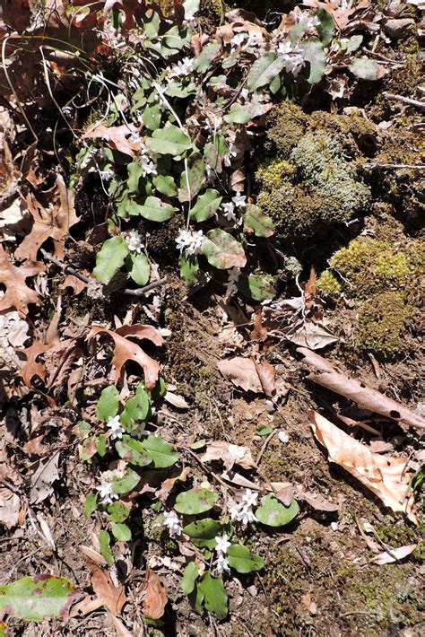 Capital Naturalist by Alonso Abugattas: Trailing Arbutus - Plymouth's ...