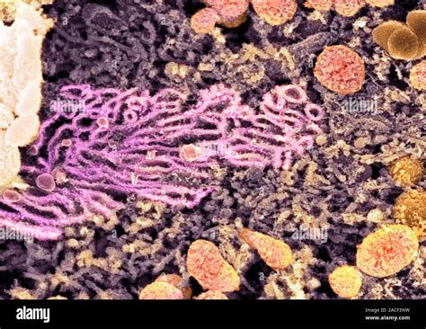 Endoplasmic Reticulum Coloured Scanning Electron Micrograph Sem Of