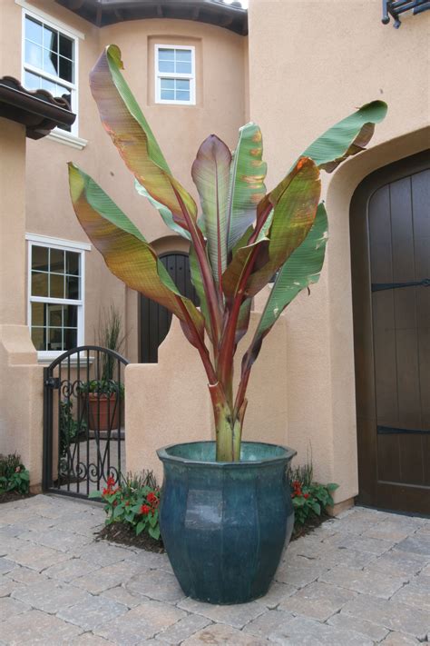 Red Leaved Banana Banana Trees Landscape Trees To Plant Potted Trees