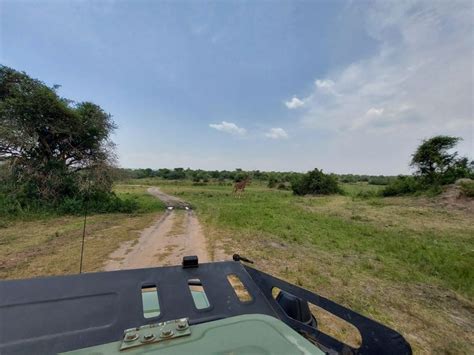 Akagera National Park Safari A Day Of Wildlife Wonders Getyourguide