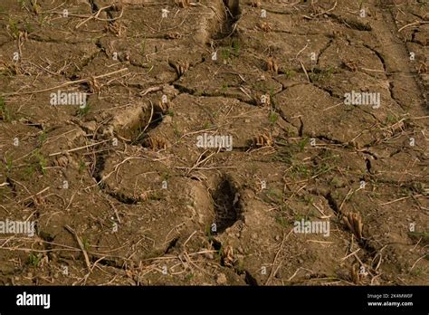 Soil Organisms Hi Res Stock Photography And Images Alamy
