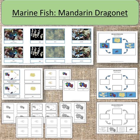 Marine Fish Mandarin Dragonet Life Cycle And Parts Of A Fish Ocean