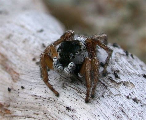 Habronattus Borealis Bugguide Net