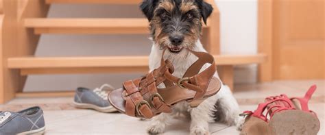 how to get my dog to stop chewing everything