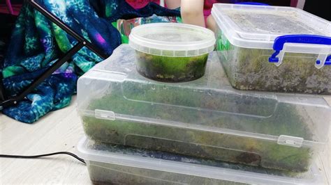 Мох. Для Орхидей. Чувствует весну. Растёт очень хорошо. И кинозвезда в ...