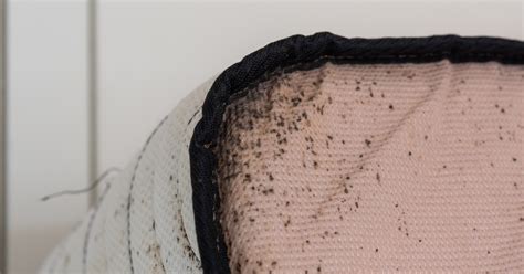 surot    prevent  treat bed bug bites philstar life