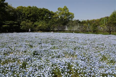 長居植物園のネモフィラ 季節の花々