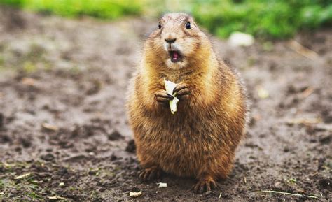 groundhogs   dogs