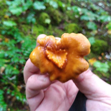 West Coast Mushrooms