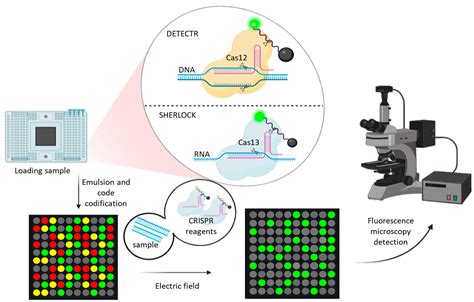 IJMS Free Full Text Detection Of SARS CoV 2 Based On Nucleic Acid