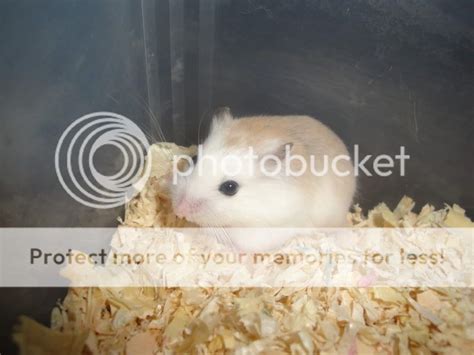 Roborovski Babies - Hamster Central