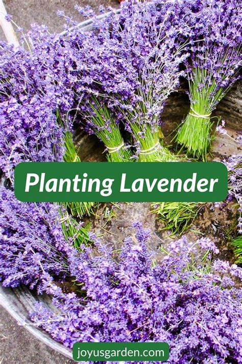 How To Plant Lavender In Pots A Guide For Beginners Lavender Plant