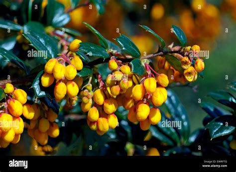 Berberis Darwinii Stock Photo Alamy