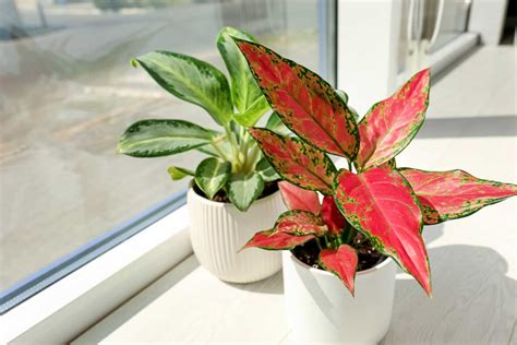 7 Beautiful Houseplants With Variegated Leaves Geeky Greenhouse